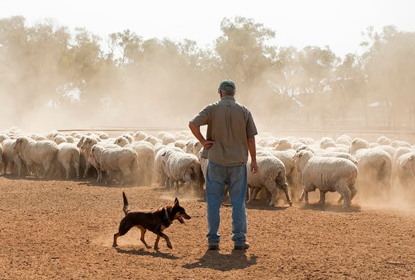 Climate risk and Australian Live Stock