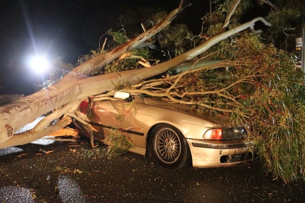 A tree falls on a car due to wild winds lashing southwestern WA