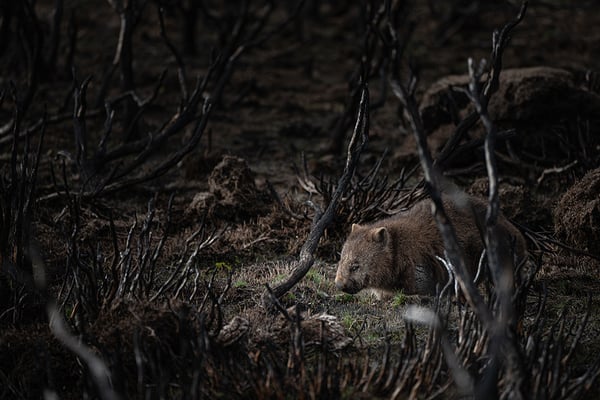 Wombat searching for food after bushfires in Great Lakes, Tasmania By Matt Palmer